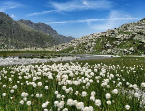 Wandern für die Seele – Achtsame Tageswanderung