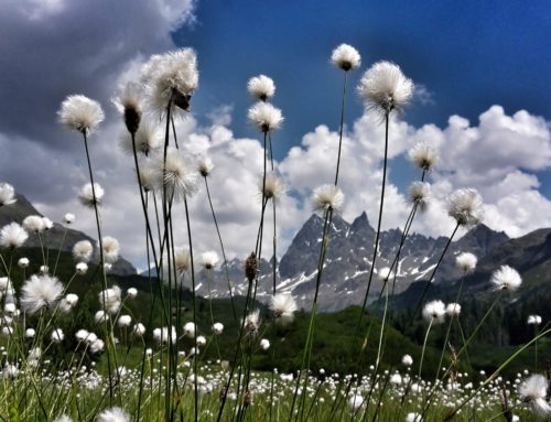 Natur und Achtsamkeit! Warum diese Kombination?